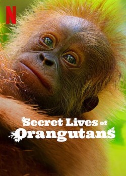 Download Secret Lives of Orangutans (2024) Dual Audio {Hindi ORG+English} HDRip 1080p | 720p | 480p [260MB] download